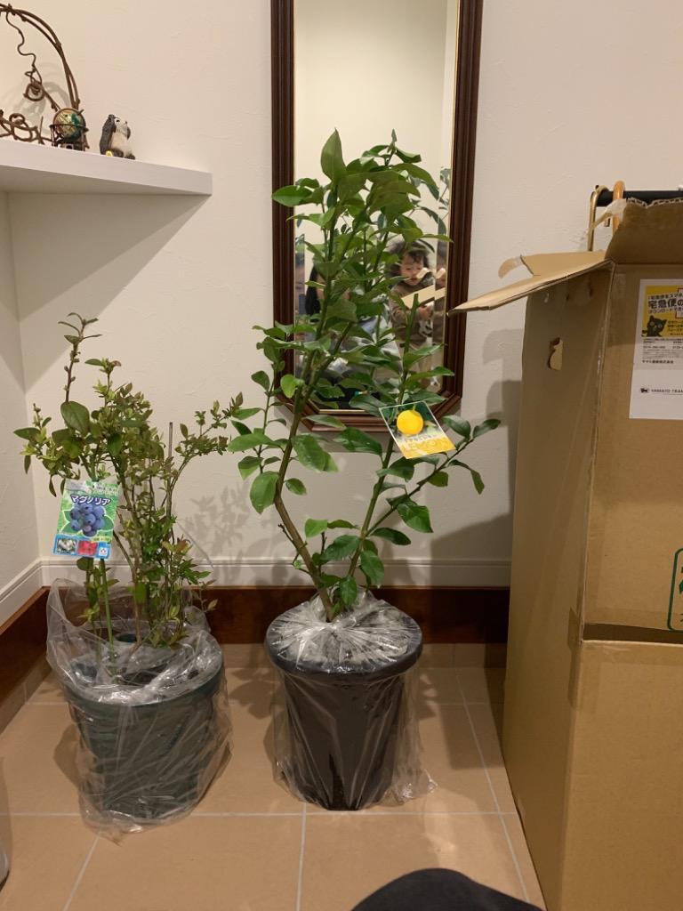 トゲなしレモン 8号鉢植え 接ぎ木苗 （ 送料無料 ） 大苗 : 花と