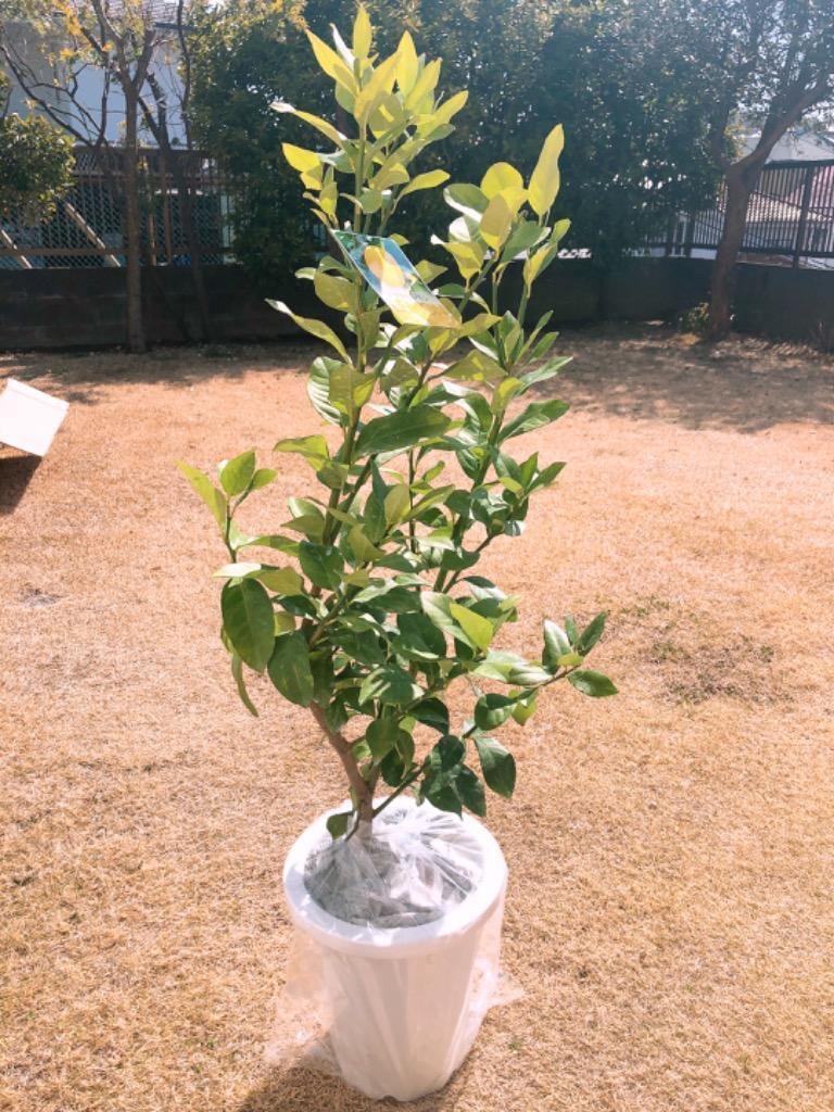 トゲなしレモン 8号鉢植え 接ぎ木苗 （ 送料無料 ） 大苗 : 花と
