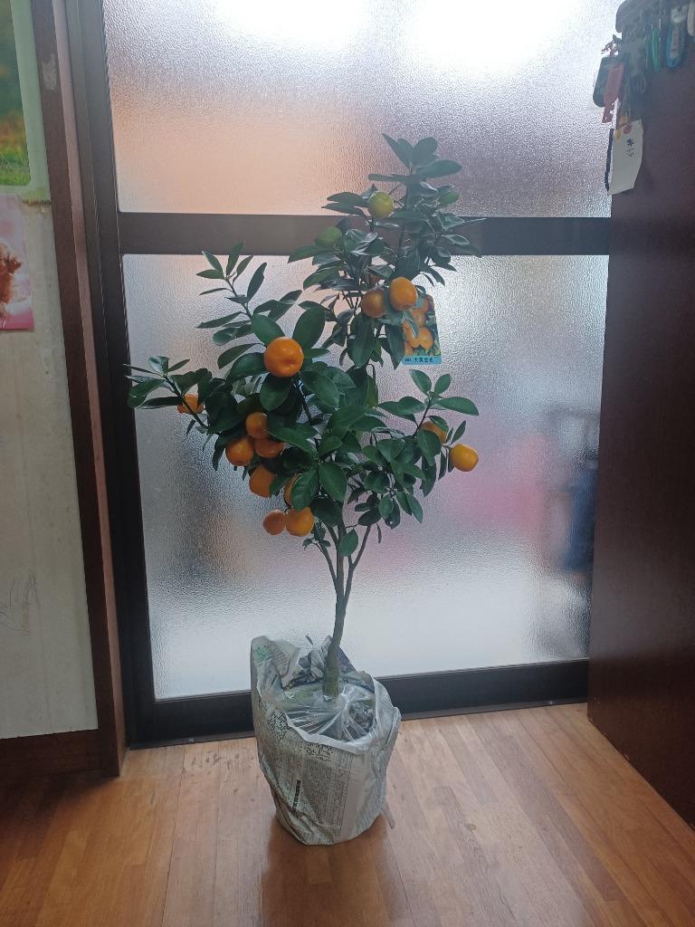 キンカン：ニンポウ金柑5号鉢植え（結実終了） の通販 | 園芸ネット