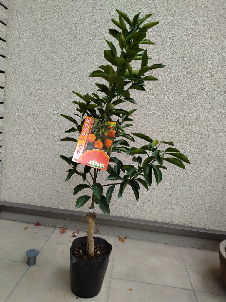 小みかん (紀州みかん) 接ぎ木苗 15cmポット : 花と緑の専門店 小みかん (紀州みかん) 接ぎ木苗 15cmポット : 花と緑の専門店