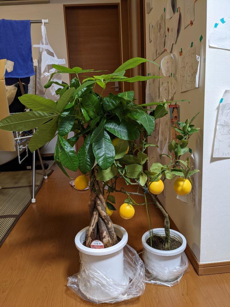 レモン 『 グランドレモン 』 2年生 接ぎ木苗 6号鉢植え :f-147-h6:花と緑の専門店 土っ子倶楽部 通販 