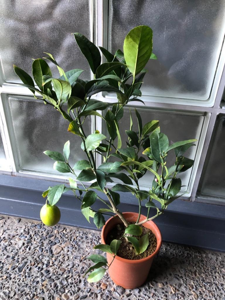 実付き ） レモンの木 『 グランドレモン 』 接ぎ木苗 6号鉢植え （※1個なり） :f-147-m-h6:花と緑の専門店 土っ子倶楽部 通販  