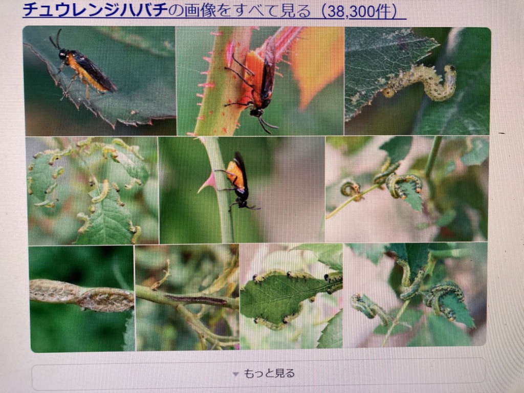 ナツメの木 （ なつめ ） 12cmポット苗 1年生 : 花と緑の専門店