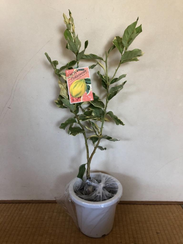 斑入りレモン　ピンクレモネード　6寸鉢ごと 苗　植物 楽天市場】斑入りレモン 『 ピンクレモネード 』 6号鉢植え