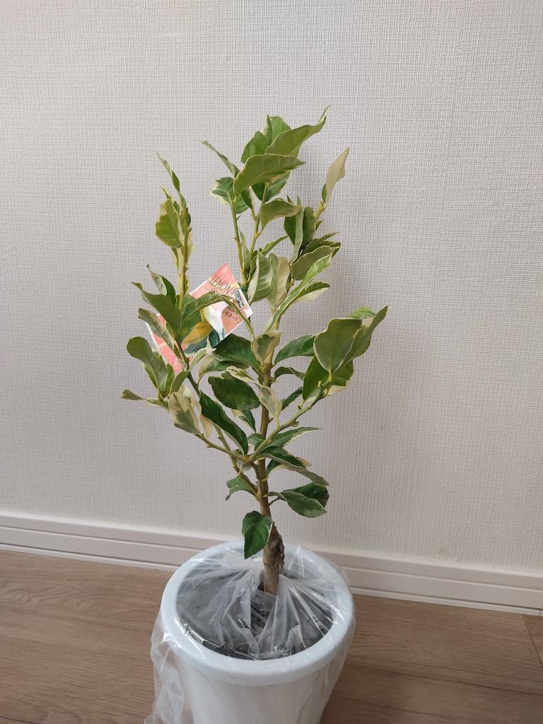 斑入りレモン　ピンクレモネード　6寸鉢ごと 苗　植物 レモン（斑入り）：ピンクレモネード6号鉢植え の通販 | 園芸ネット