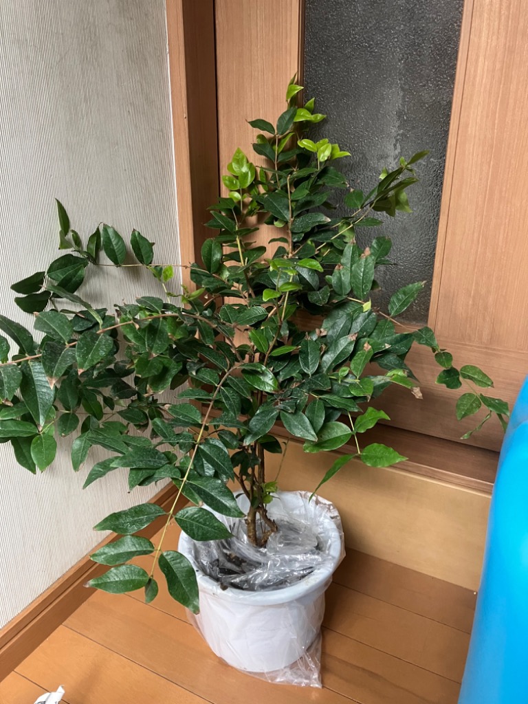 ジャボチカバ 18cmポット苗木 : 花と緑の専門店 土っ子倶楽部