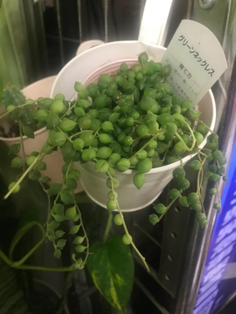 多肉植物 『 グリーンネックレス （ 緑の鈴 ） 』 7.5cmポット苗 :g 