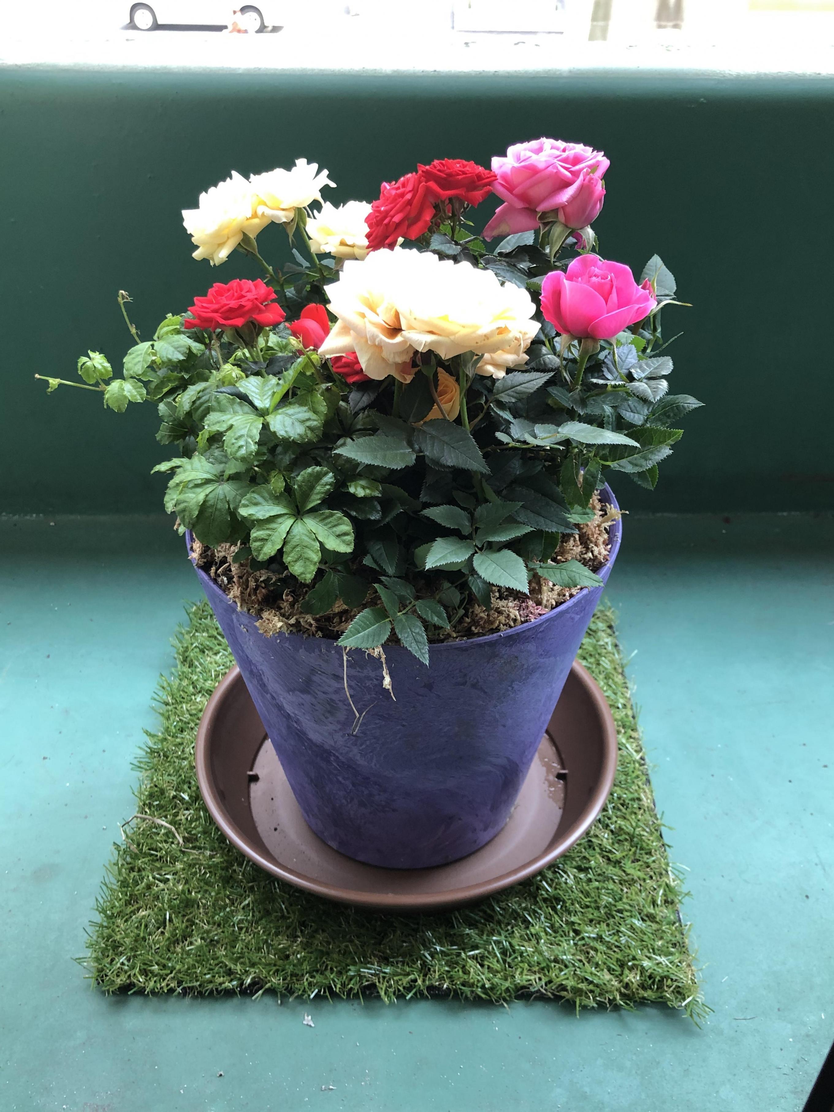 ミニバラ3色とミニ観葉の寄せ植え（アートストーン22cm鉢植え