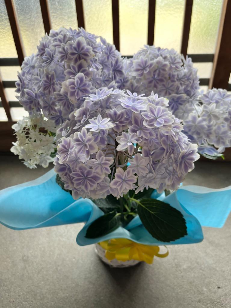 母の日 八重咲き アジサイ 『 万華鏡 』ブルー 5号鉢 カゴ入り 母の日