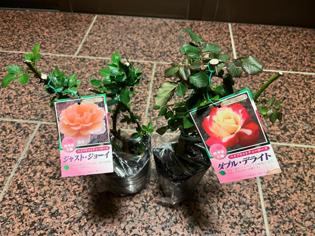 四季咲き大輪 A 選べる品種 2個セット （ 送料無料 ） 2年生接 ぎ木苗