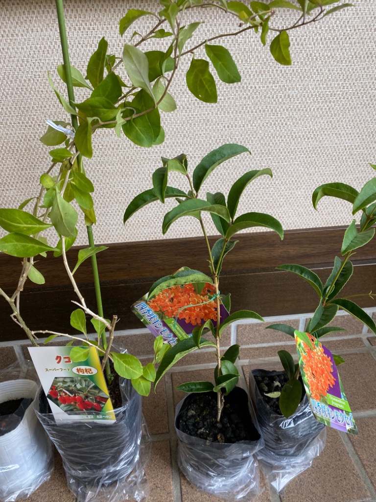 クコの木 12cmポット苗 : 花と緑の専門店 土っ子倶楽部 - 通販 クコの木 12cmポット苗 : 花と緑の専門店 土っ子倶楽部 - 通販