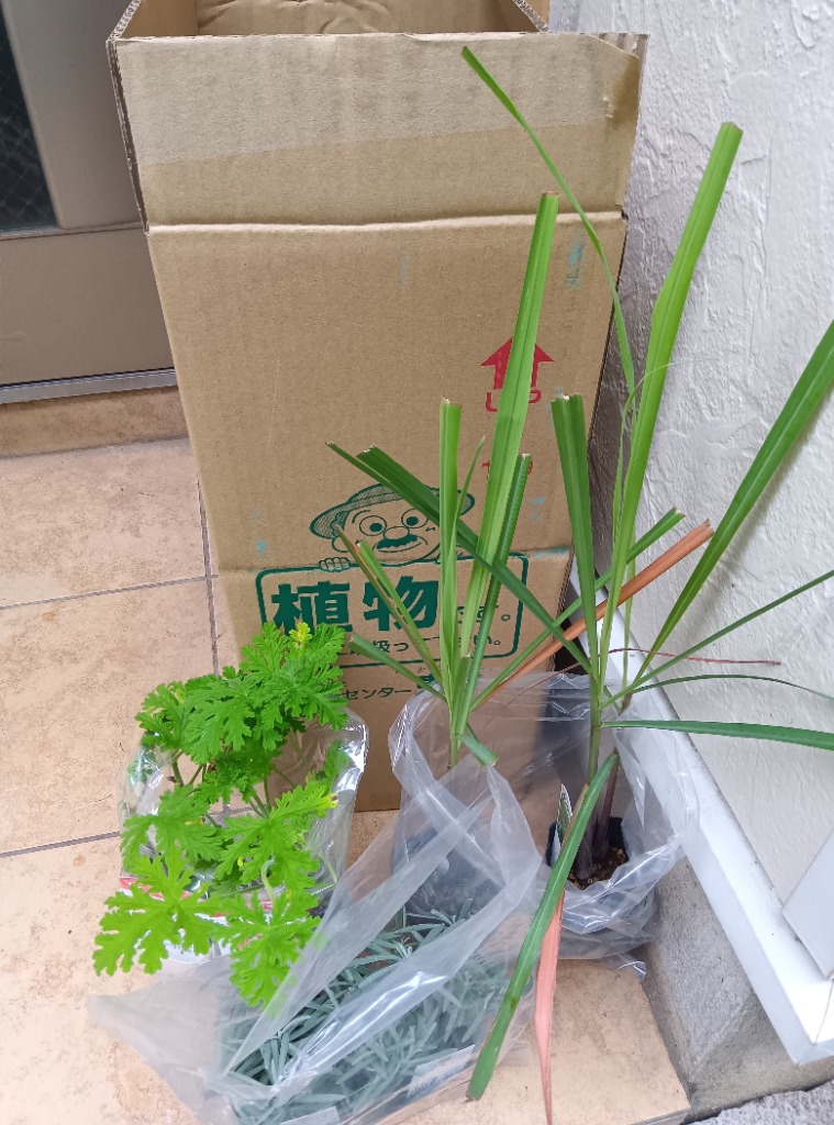 レモングラス 2個セット 9cmポット苗 : 花と緑の専門店 土っ子倶楽部
