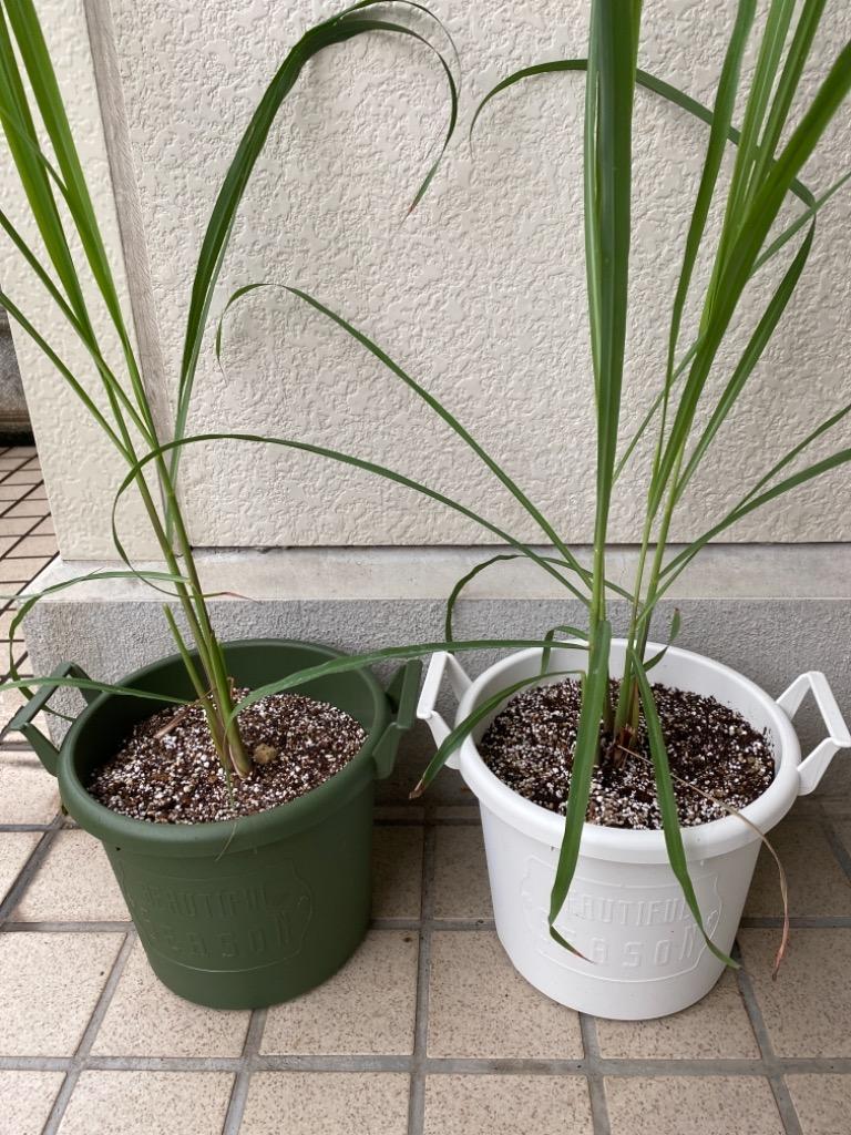 レモングラス 2個セット 9cmポット苗 : 花と緑の専門店 土っ子