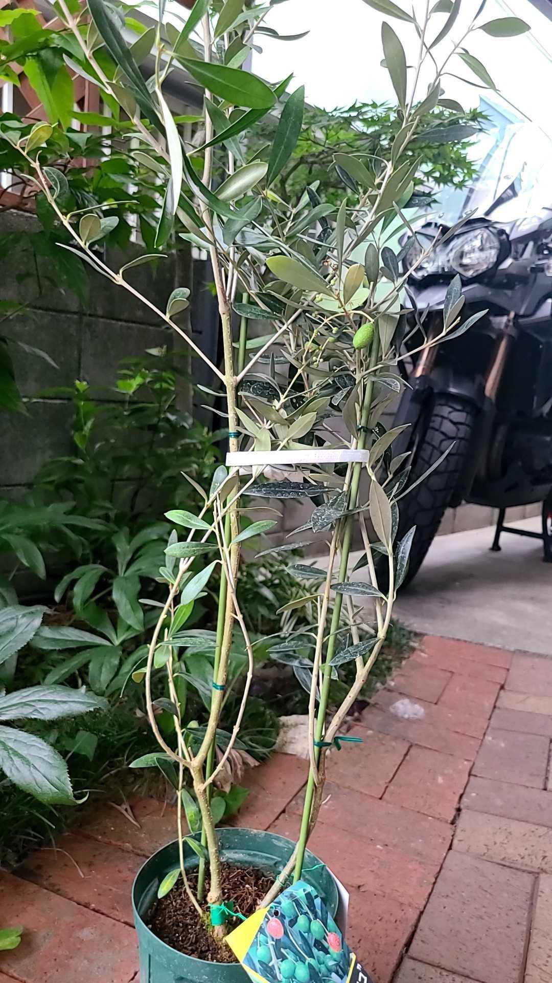 オリーブ 2品種植え （ 2年生 ）5号スリット鉢 ( ネバディロブランコ 