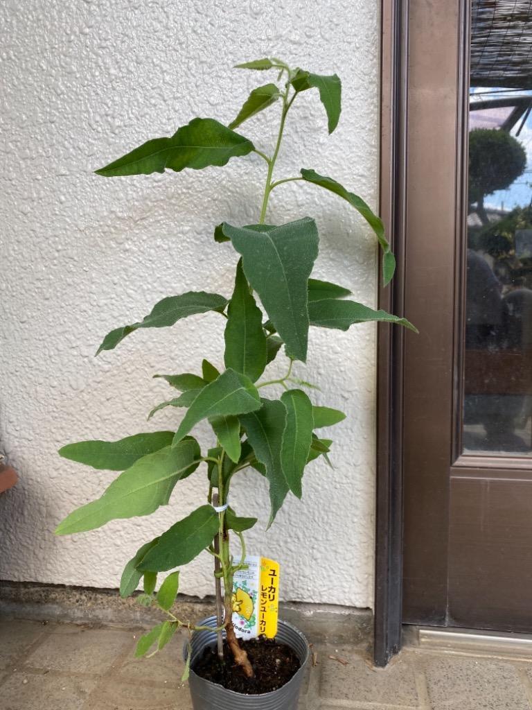 ユーカリの木 『 レモンユーカリ 』 10.5cmポット苗 : t-237 : 花と緑