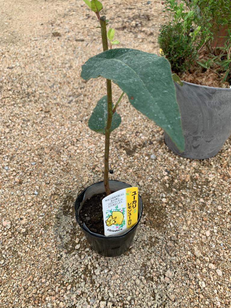 ユーカリの木 『 レモンユーカリ 』 10.5cmポット苗 : t-237 : 花と緑