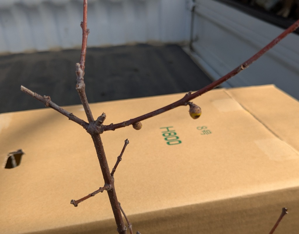 満月蝋梅 (まんげつろうばい) 2個セット ( 送料無料 ) 5号 満月蝋梅 (まんげつろうばい) 2個セット ( 送料無料 ) 5号