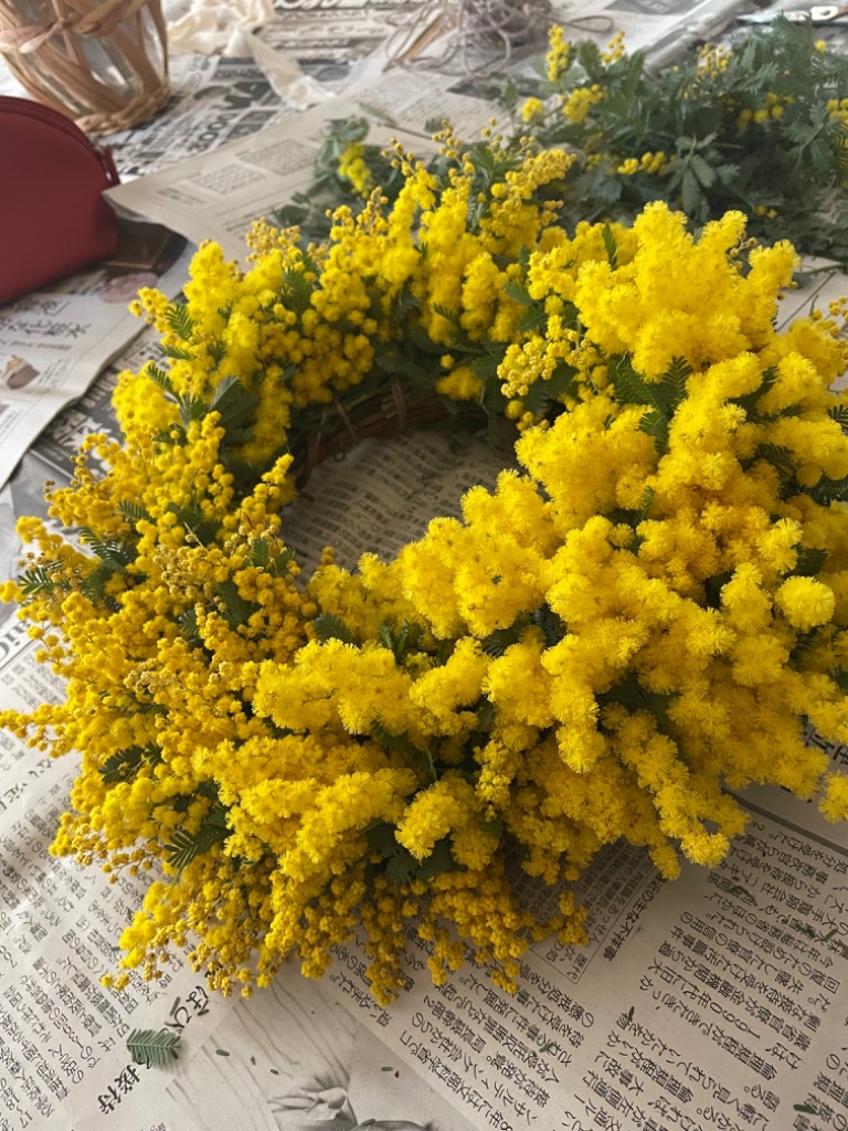 ミモザアカシア 5号（15cm）ポット苗木 （ 銀葉アカシア ） : 花