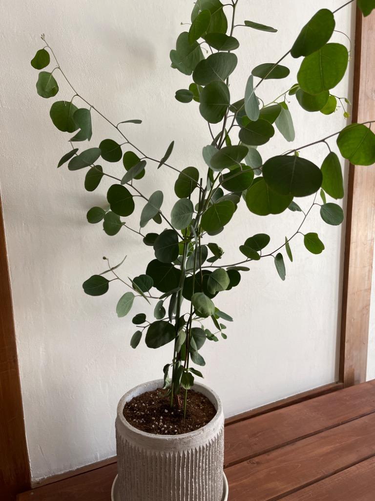 丸葉ユーカリ 『 ポポラス 』 6号鉢植え : 花と緑の専門店 土っ