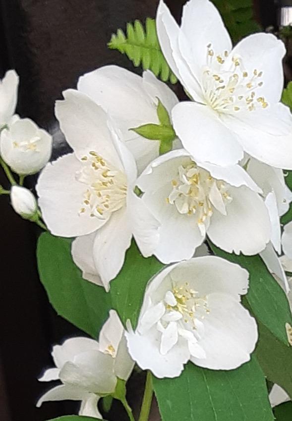 八重咲き 梅花ウツギ （ 五月梅 ） 5号鉢植え : 花と緑の専門店
