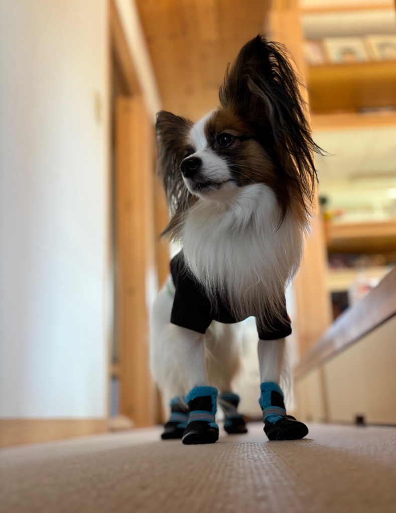 全体のレビュー画像 | 4-0