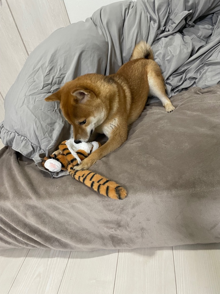 全体のレビュー画像 | 1-0