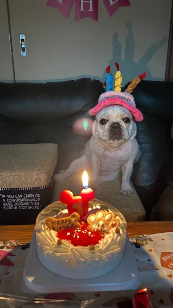 返品送料無料 ホットドッグ コミフいちごバースデーケーキ 1個  犬用 お祝い お誕生日 スイーツ
