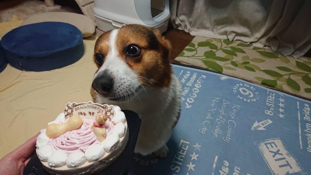 全体のレビュー画像 | 1-0