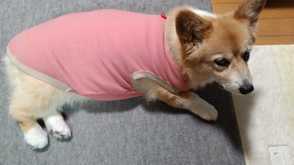 レビュー画像