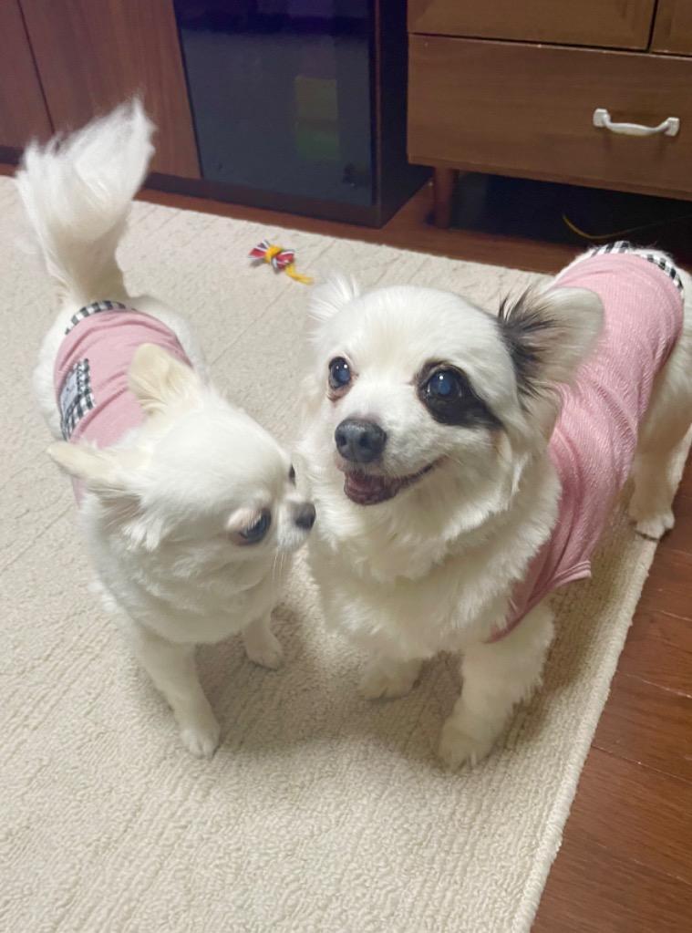 レビュー画像