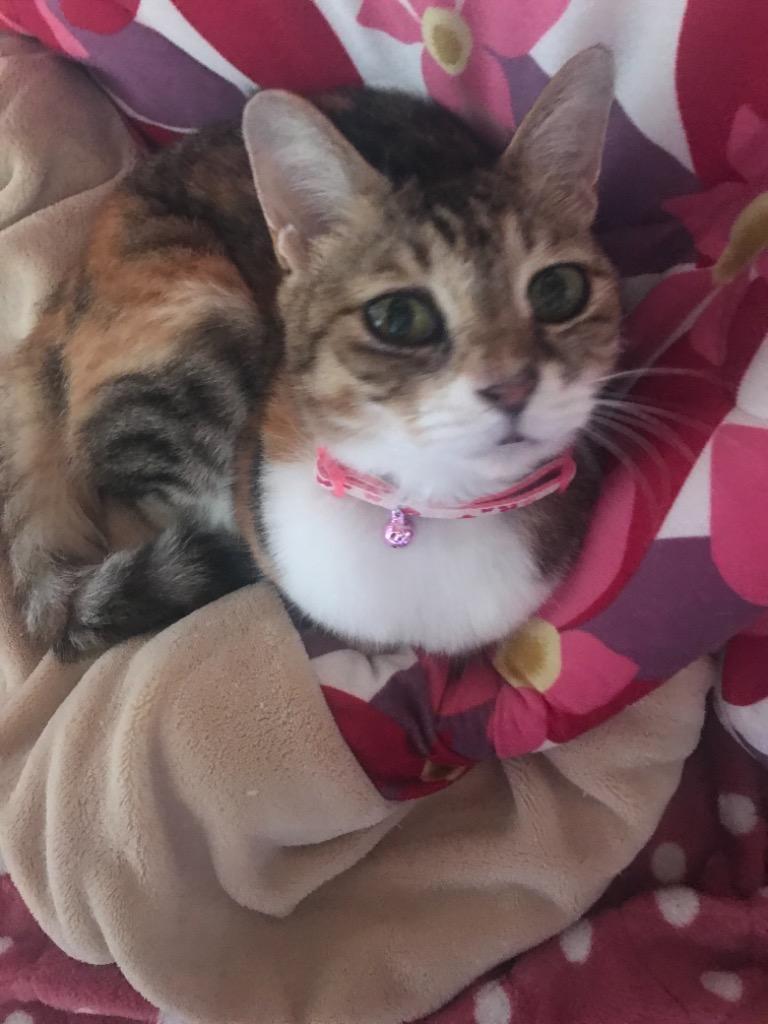 全体のレビュー画像 | 5-0