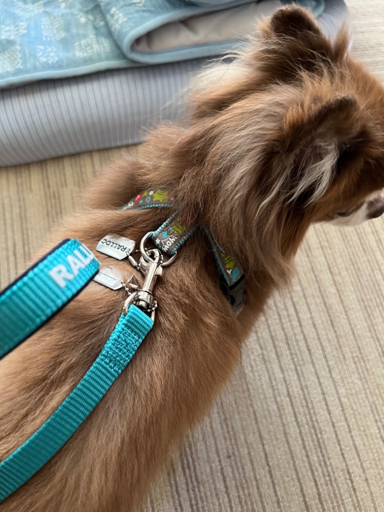 犬 ハーネス おしゃれ ラロック アミット ツービーハーネス SS 犬 ハーネス おしゃれ ラロック アミット ツービーハーネス SS