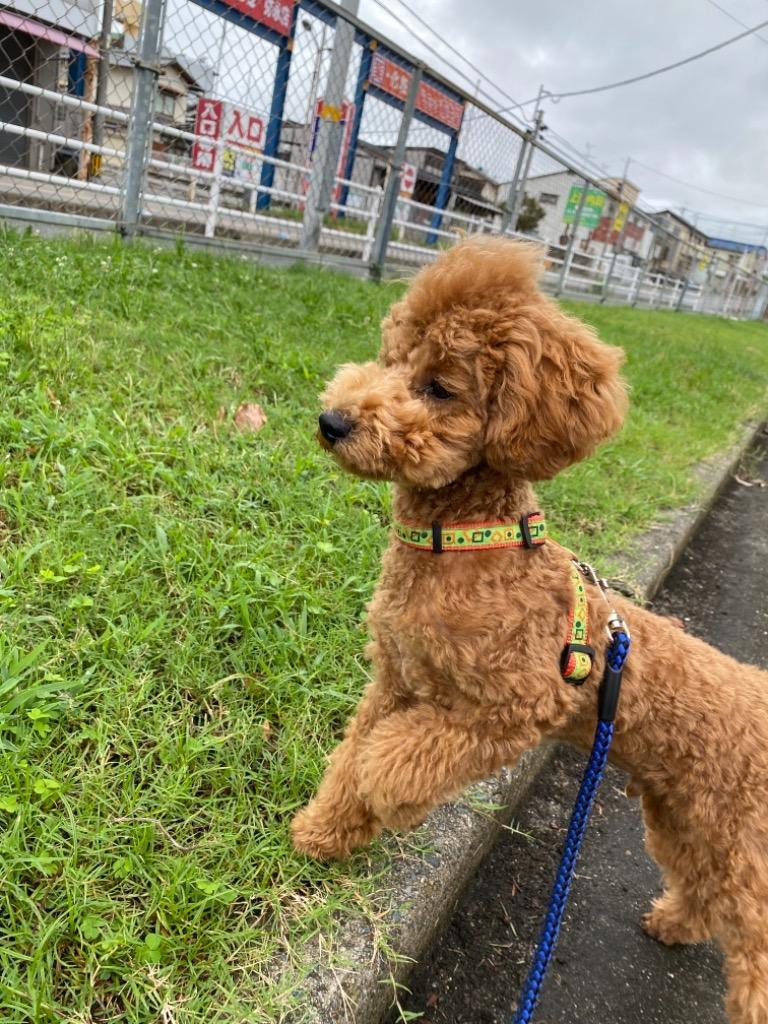 全体のレビュー画像 | 4-0