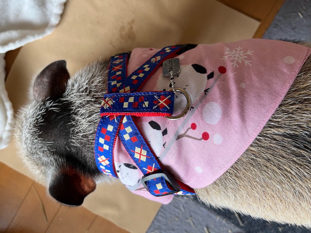 犬 ハーネス おしゃれ ラロック アミット ツービーハーネス M 犬 ハーネス おしゃれ ラロック アミット ツービーハーネス M