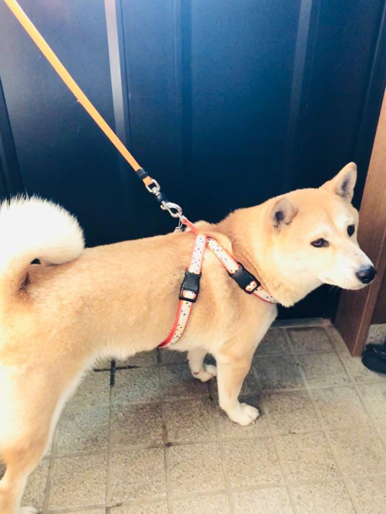 全体のレビュー画像 | 2-0