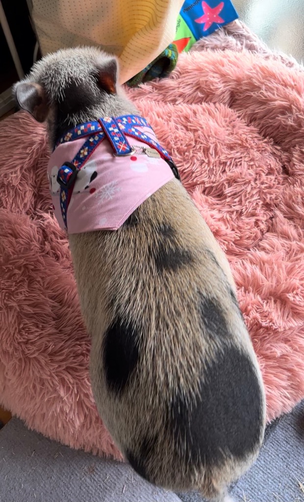 全体のレビュー画像 | 0-0