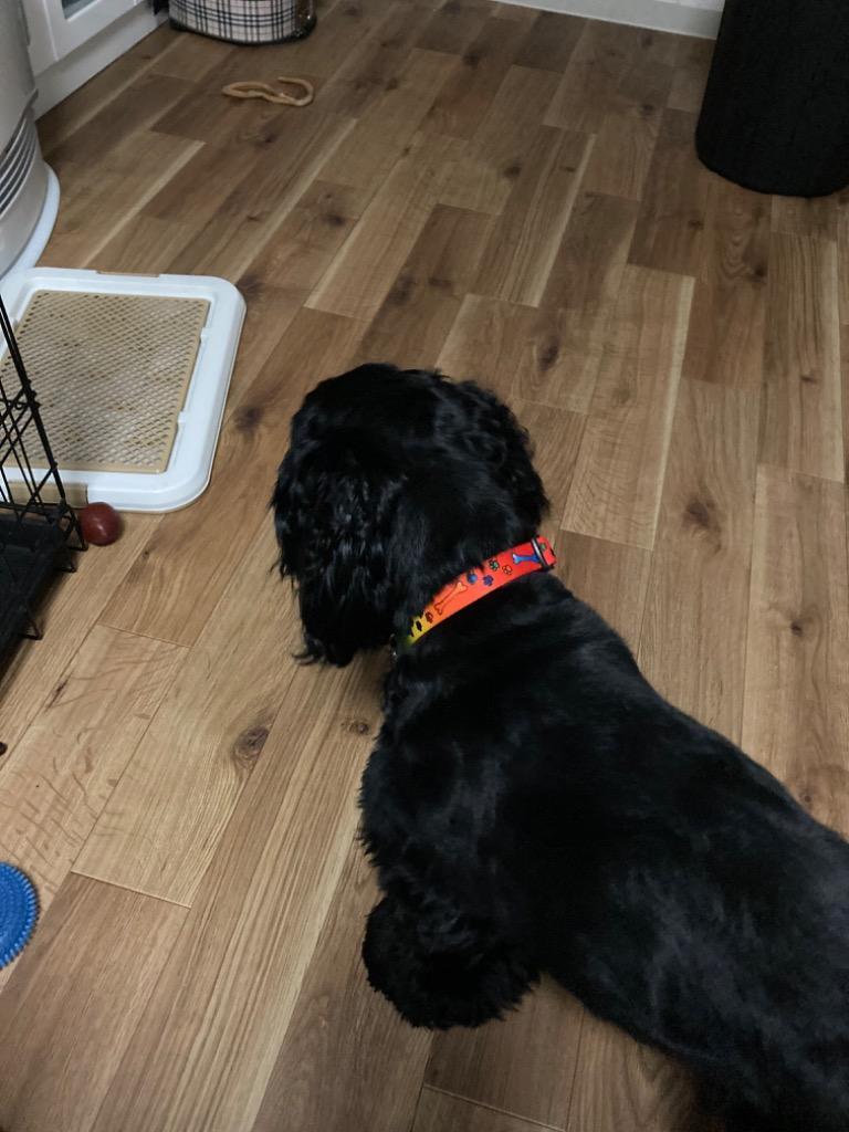 全体のレビュー画像 | 1-0