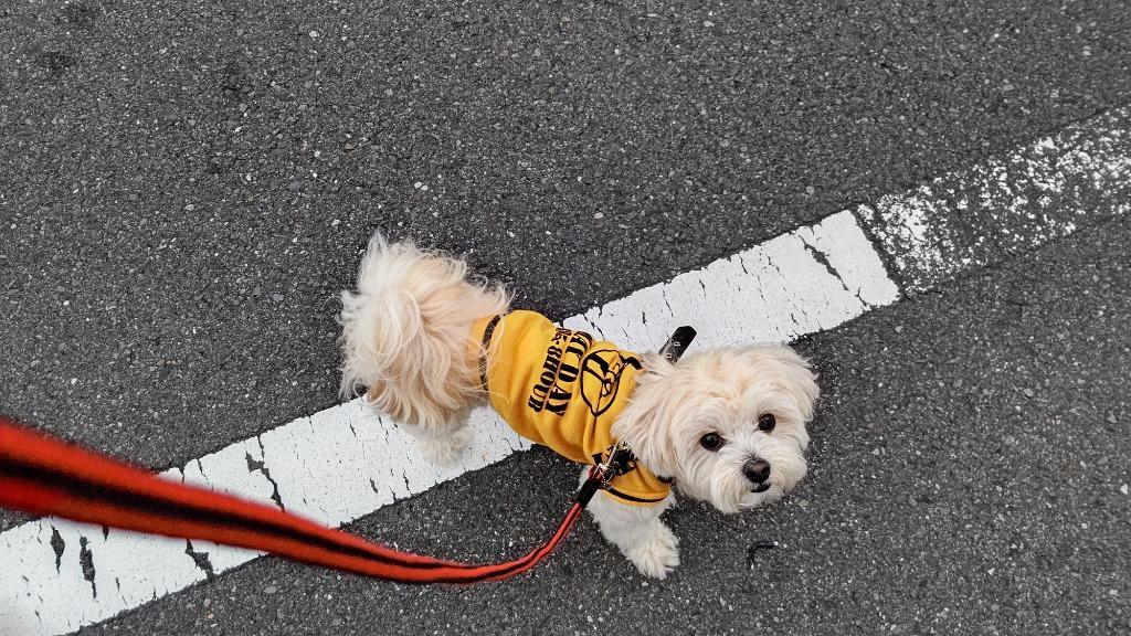 全体のレビュー画像 | 1-2