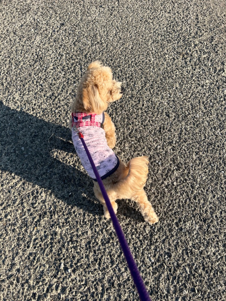 全体のレビュー画像 | 0-0