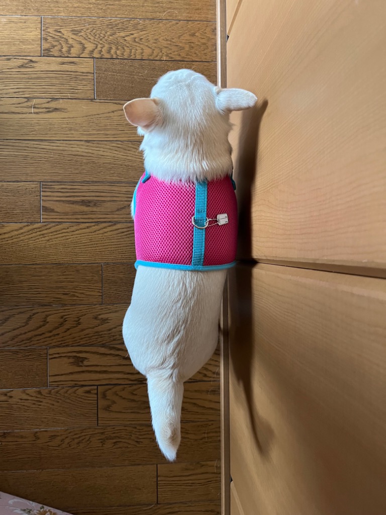 全体のレビュー画像 | 1-1