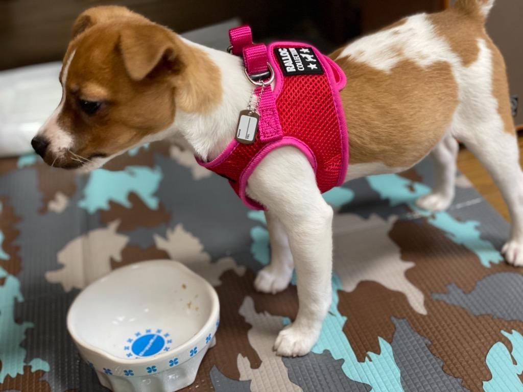 全体のレビュー画像 | 4-0