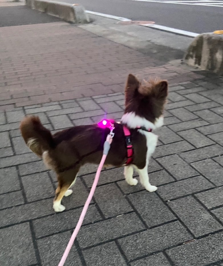 1件目のレビュー画像 | 1