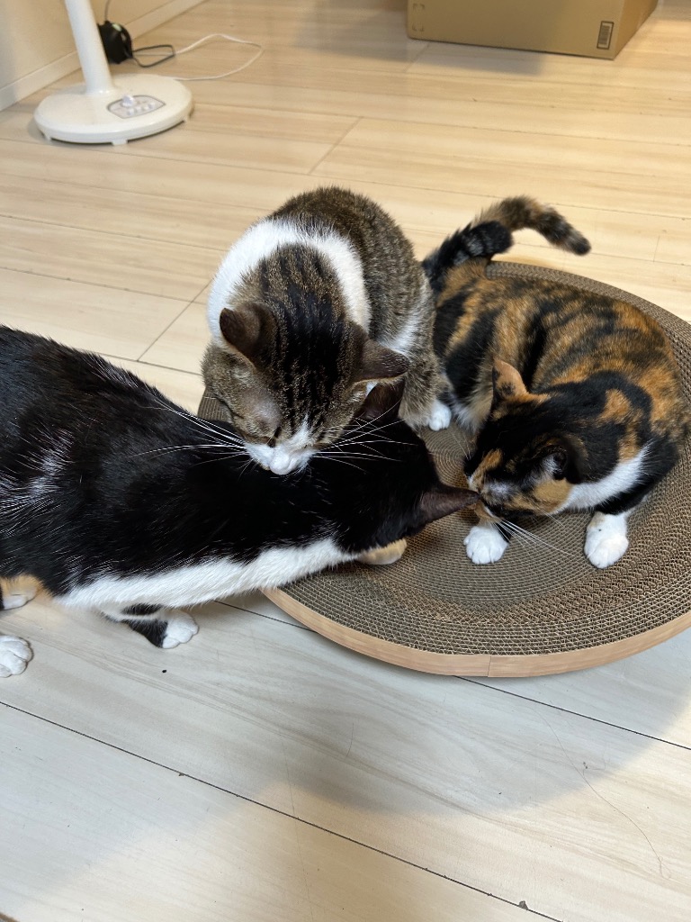 全体のレビュー画像 | 3-0