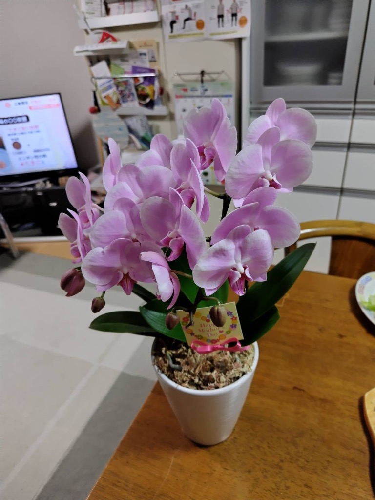 2日入荷分　ミディ胡蝶蘭⭐️希少⭐️ボルゲリ　一鉢3株　サンタローザ一鉢 胡蝶蘭 ミディ 2本立 (鉢も付属) 花の色おまかせ 鉢 光芒 月