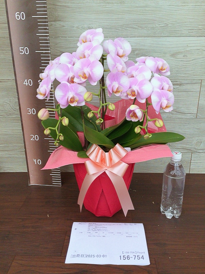 胡蝶蘭 中輪〜中大輪3本立ち 蕾含む27輪以上保証 8800円税込