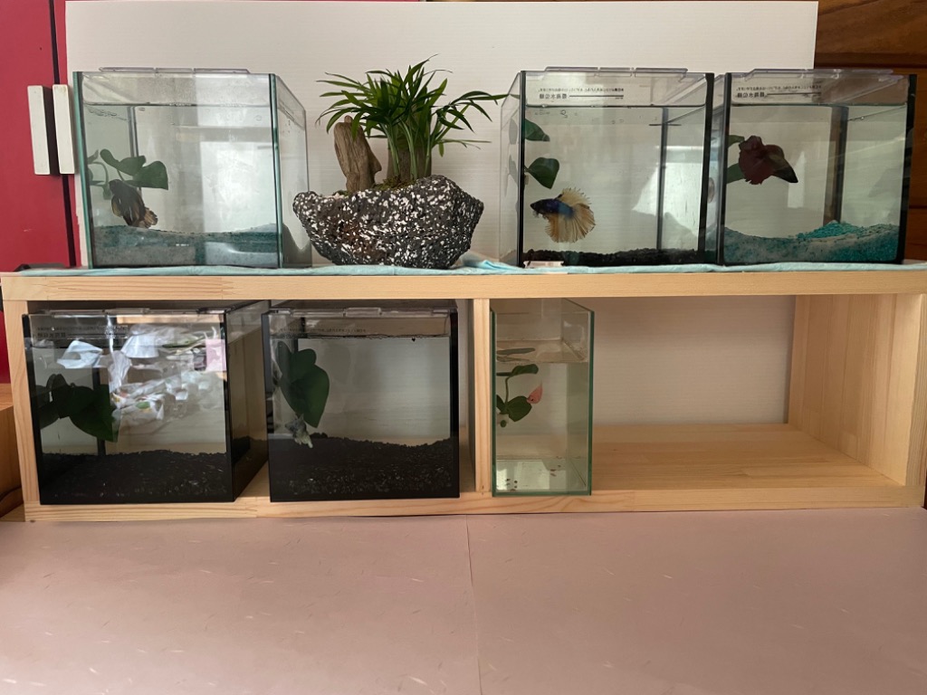 ショーベタコレクションケース×7 ブラインドカード×6 おやすみリーフ×1 ショーベタコレクションケース×7 ブラインドカード×6 おやすみ