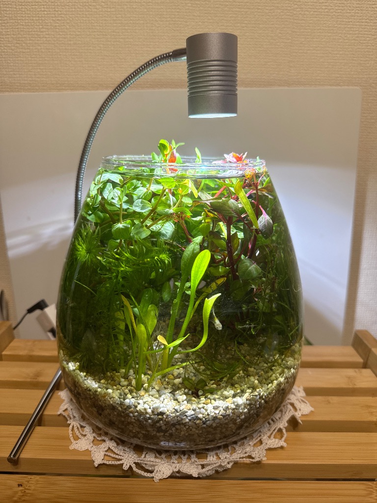 ジェックス MeGreen メグリーン グラスアクア ティアーセット Amazon.co.jp: ジェックス MeGreen 新鮮な水草付き グラスアクア