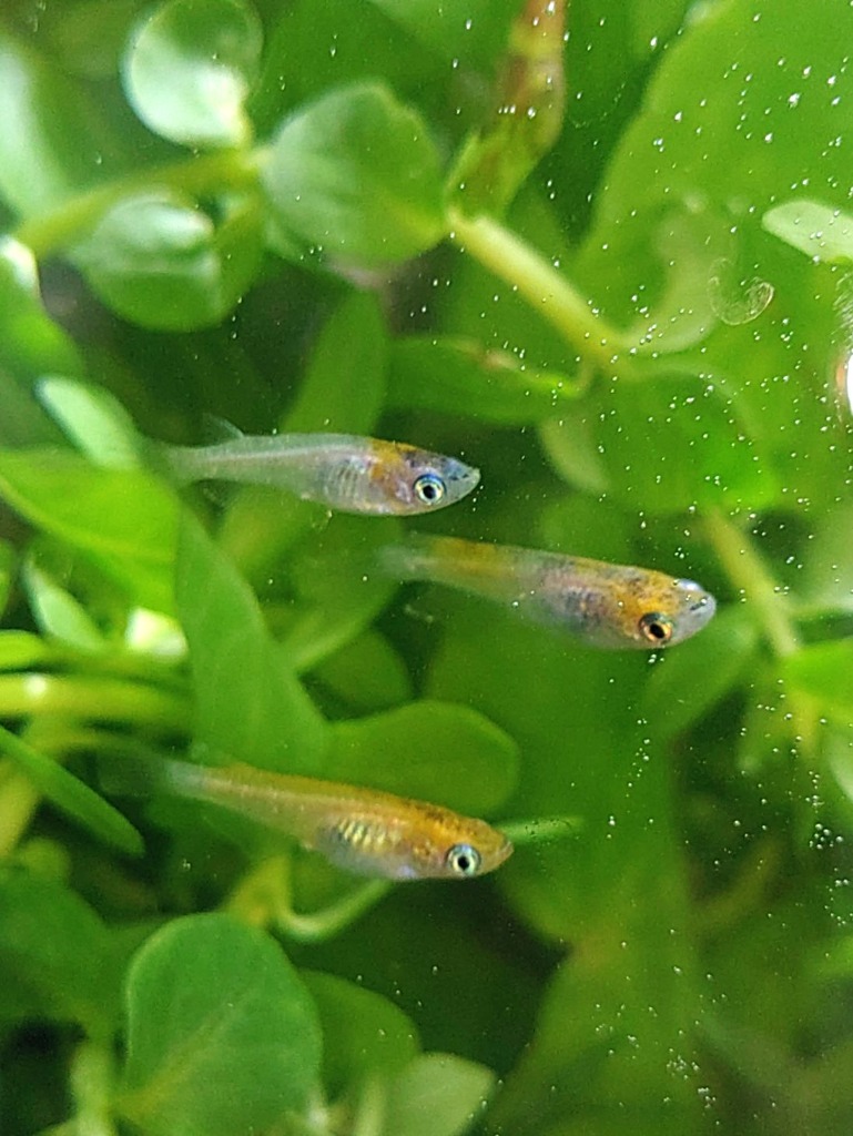 全国送料無料】 GEX MeGreen メグリーン 新鮮な水草付き グラス