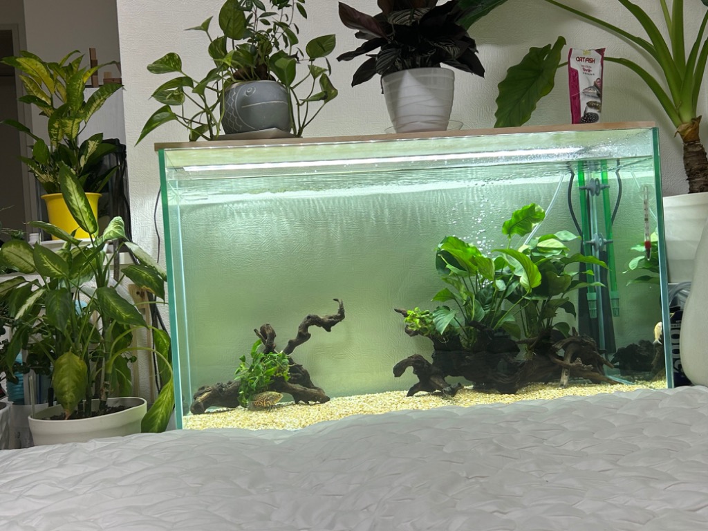 アクア工房 【全国送料無料】 フィッシュレット : レヨンベールアクア