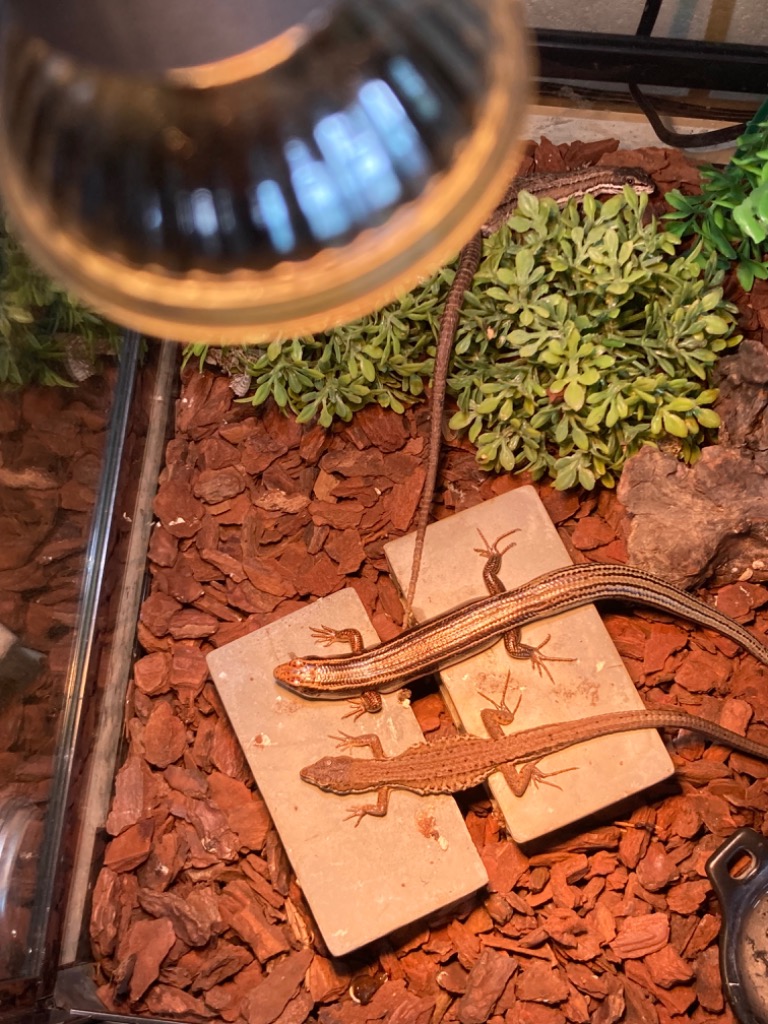 マイクロサン カミハタ 10個セット マイクロサン カミハタ 10個セット マイクロサン カミハタ 10個